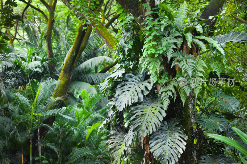 热带雨林