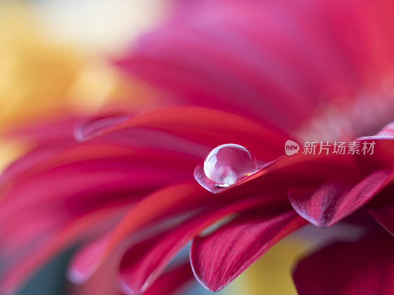 巴伯顿雏菊，非洲菊和水滴