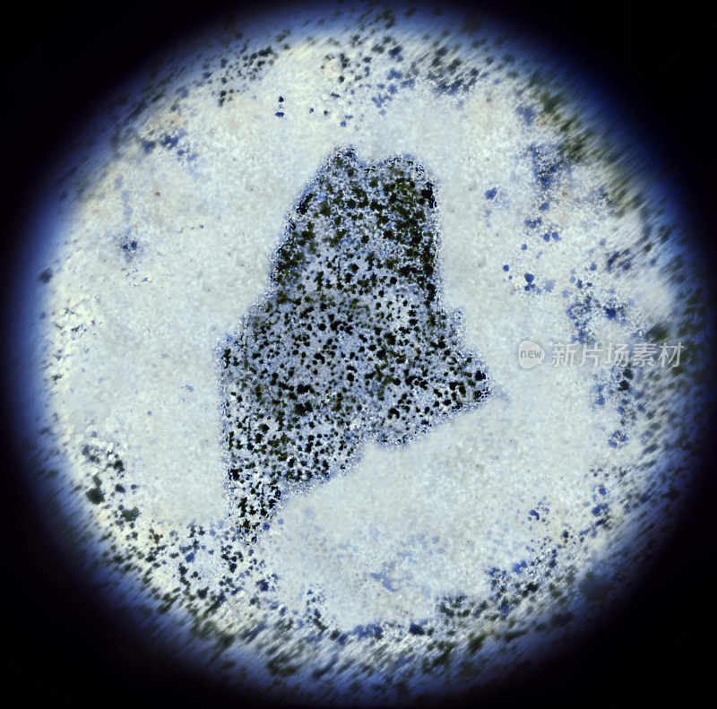 通过显微镜观察缅因州形状的细菌。(系列)