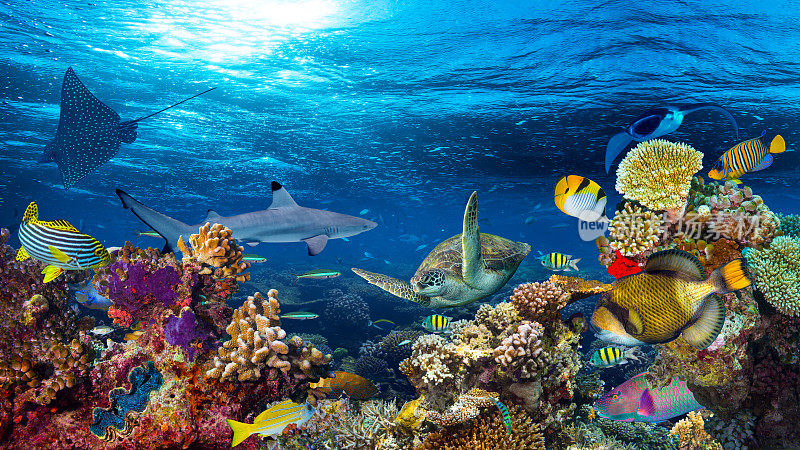 水下珊瑚礁景观