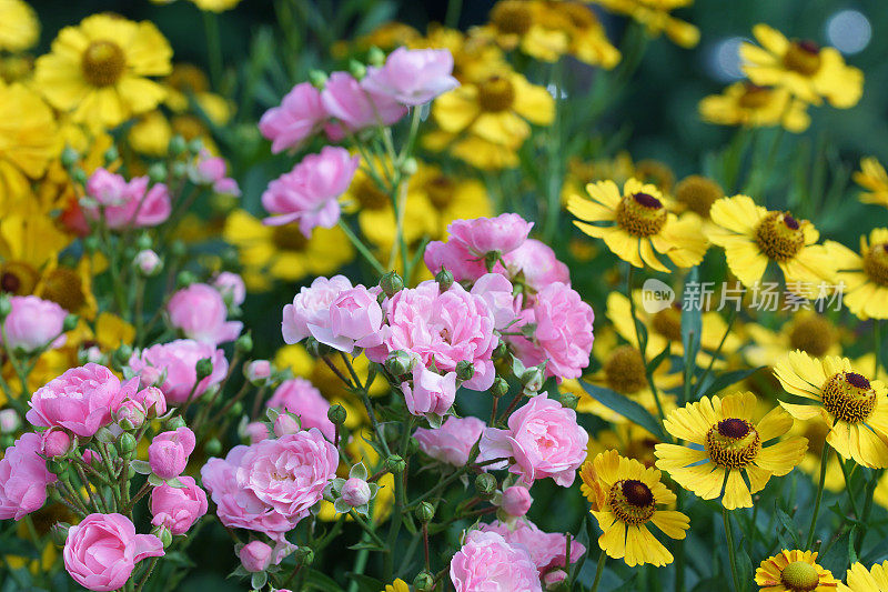 玫瑰和helenium