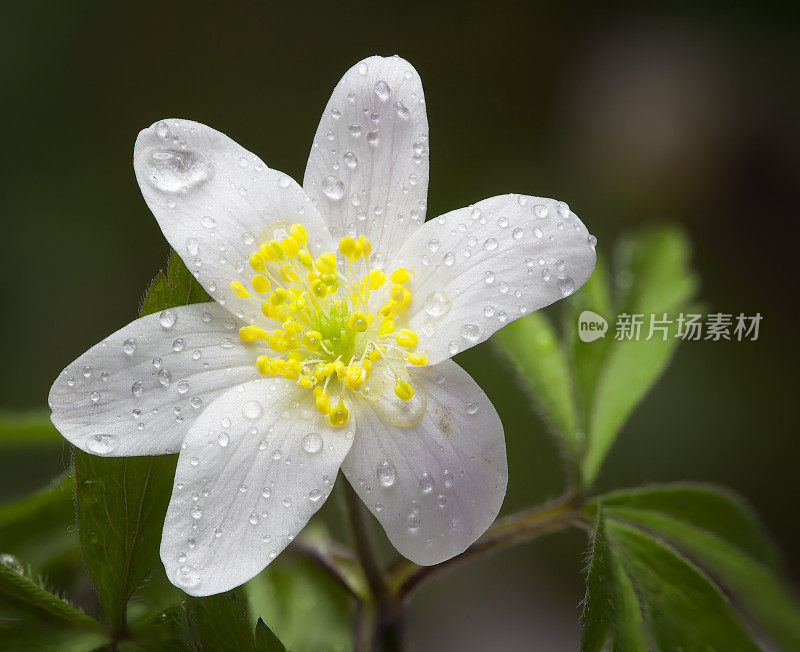 雪莲花(银莲花sylvestris)在春天