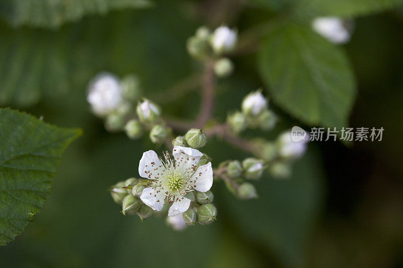 黑莓花