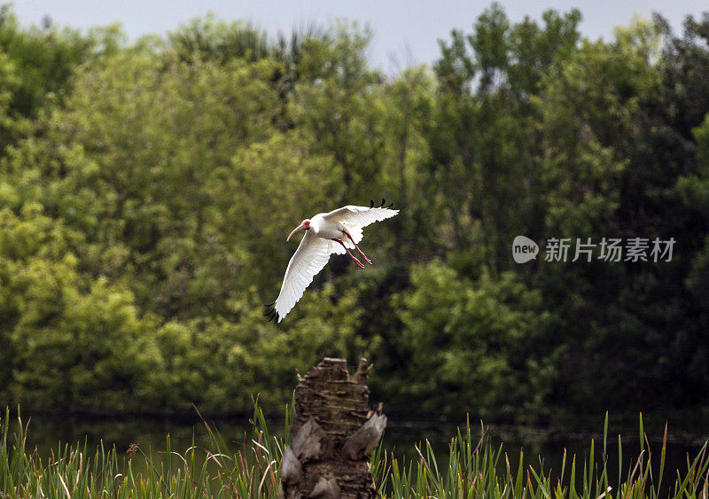 白鹮飞行