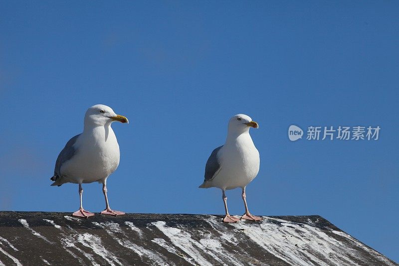 两只海鸥在屋顶上