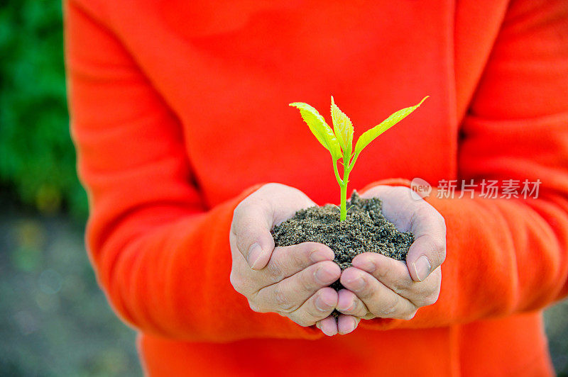 一株植物在女性手中