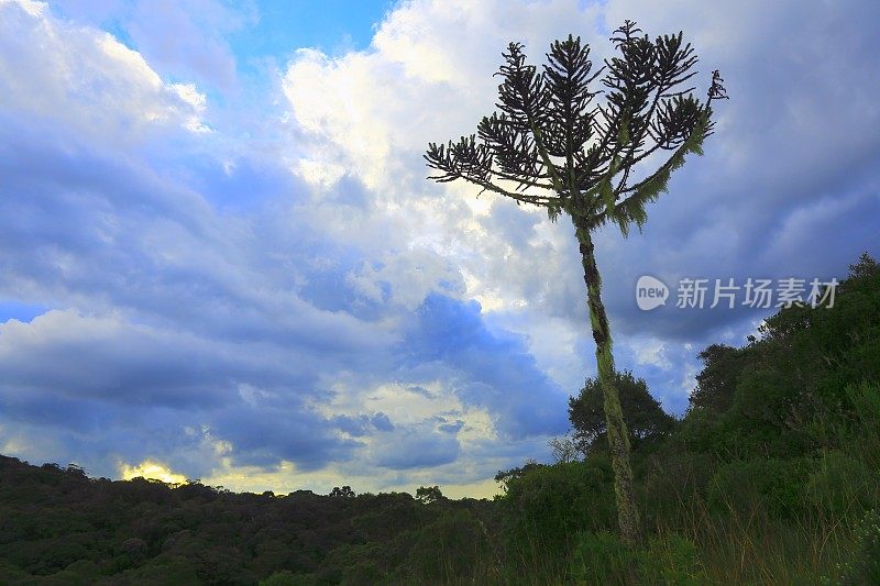 孤独的南巴西松树，Paraná，巴西南部