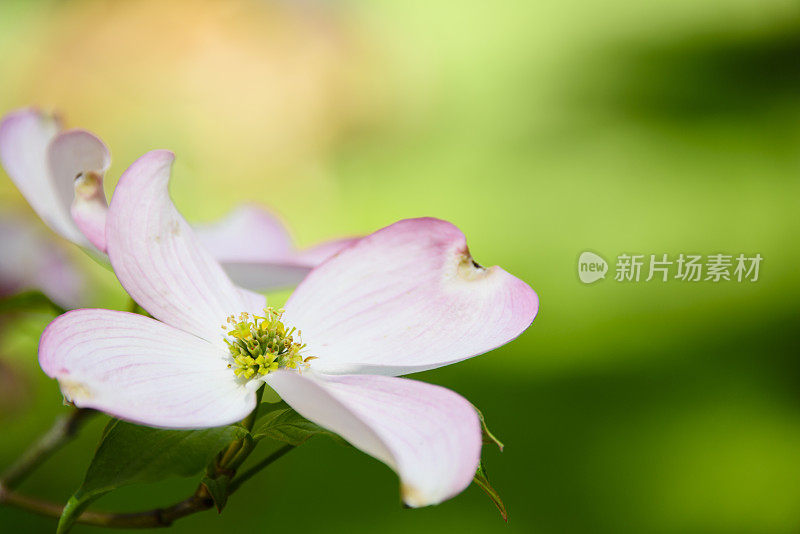 粉红色的山茱萸开花了