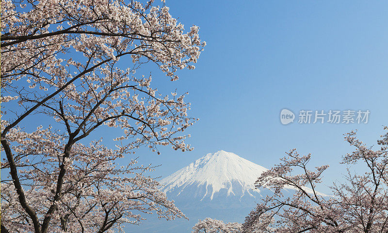 富士山穿过粉红色的樱花树和晴朗的天空