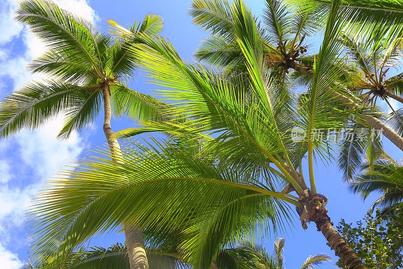 放松的热带天堂，壮观的风景，椰子树下的阴影