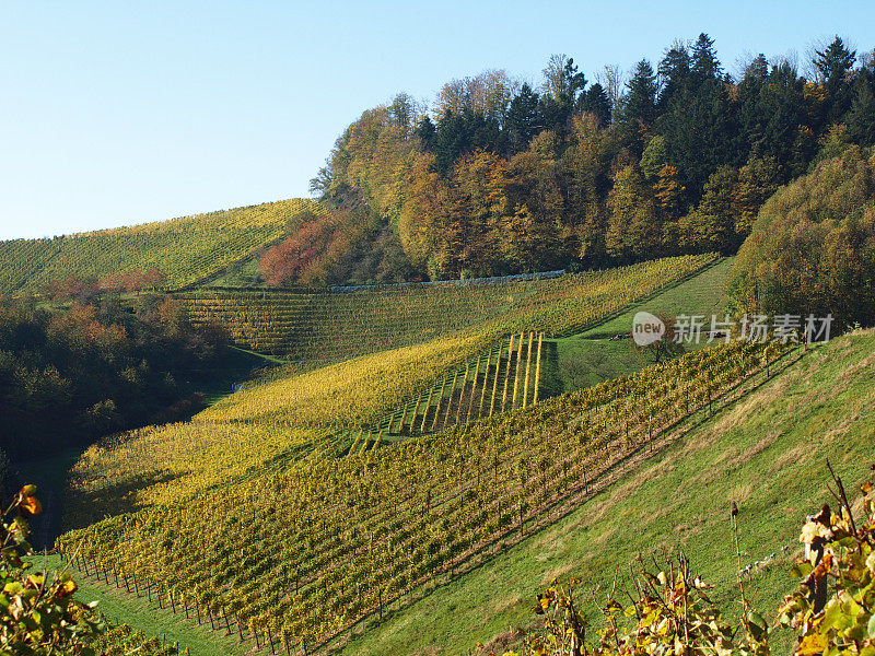 德国巴登的Oberkirch和Ringelbach秋季葡萄园