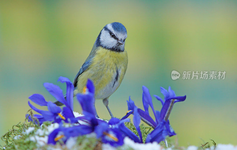 蓝色山雀和鸢尾花