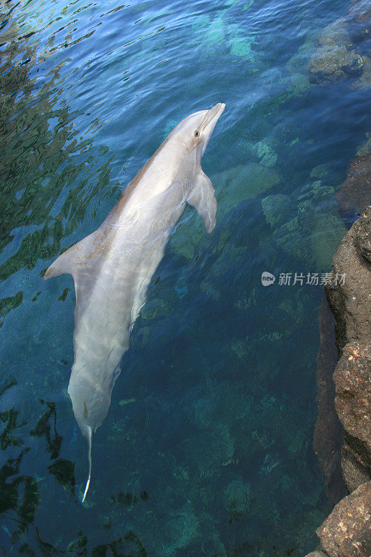 海豚垂直