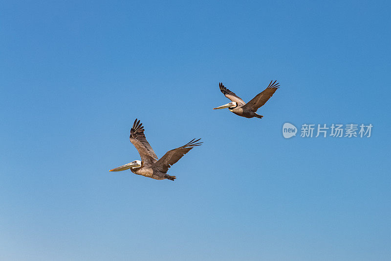 褐鹈鹕飞行