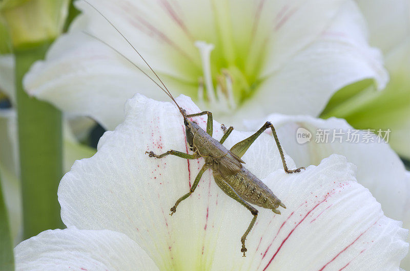 蚱蜢对白花特写微距拍摄