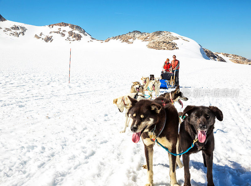游客站在阿拉斯加的狗拉雪橇后面