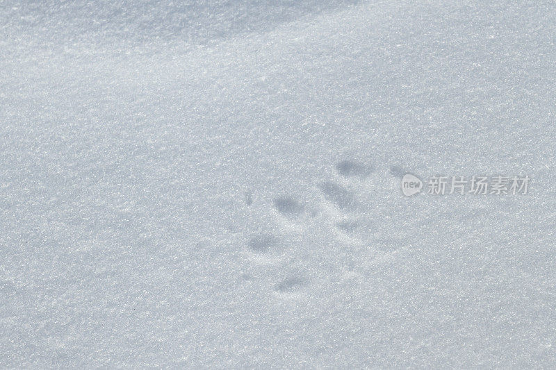 雪地里有动物的脚印