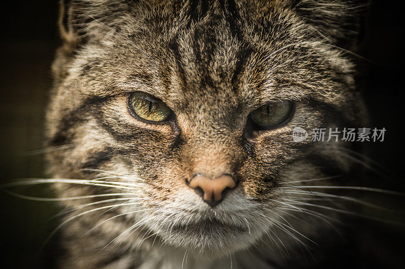 苏格兰野猫