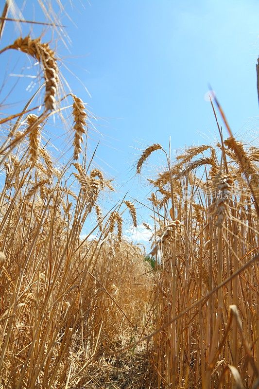 成熟的小麦、玉米、谷类植物和蓝天