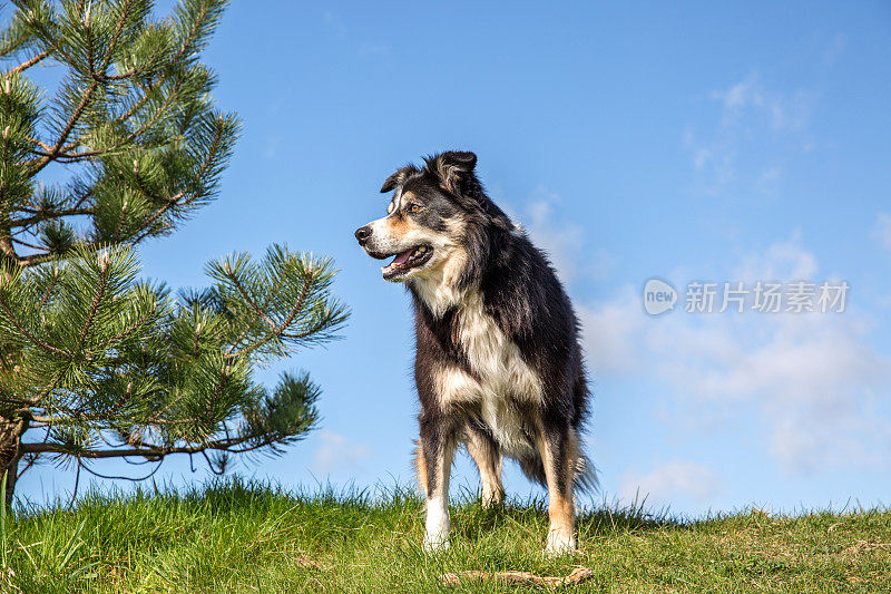 草地上友善的边境牧羊犬