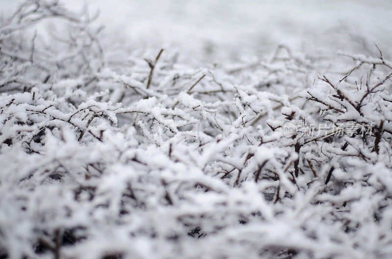 冰雪覆盖的冬季树木