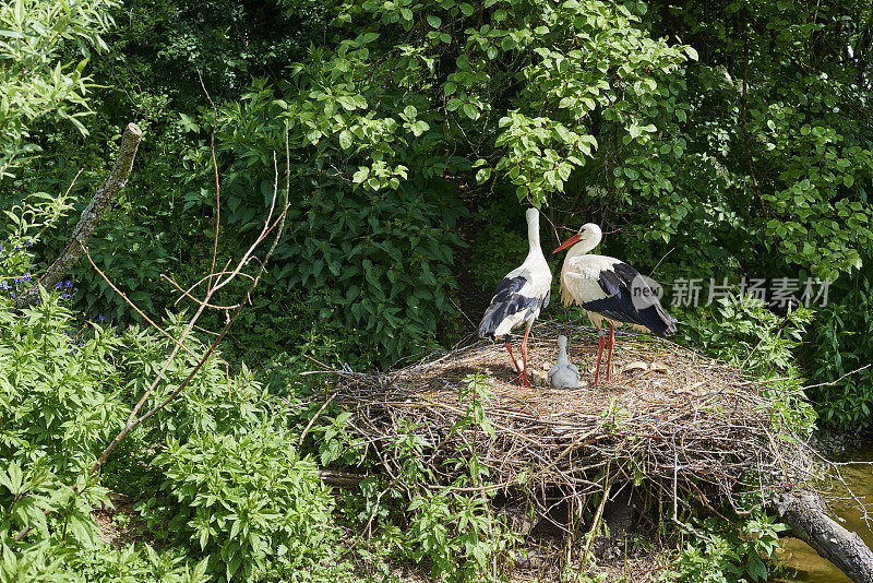 欧洲白鹳家族