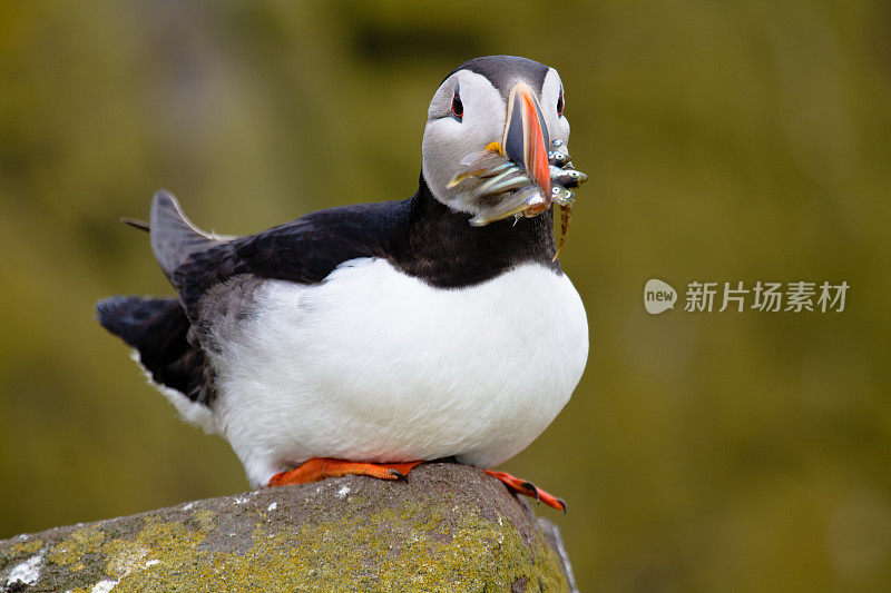 角嘴海雀