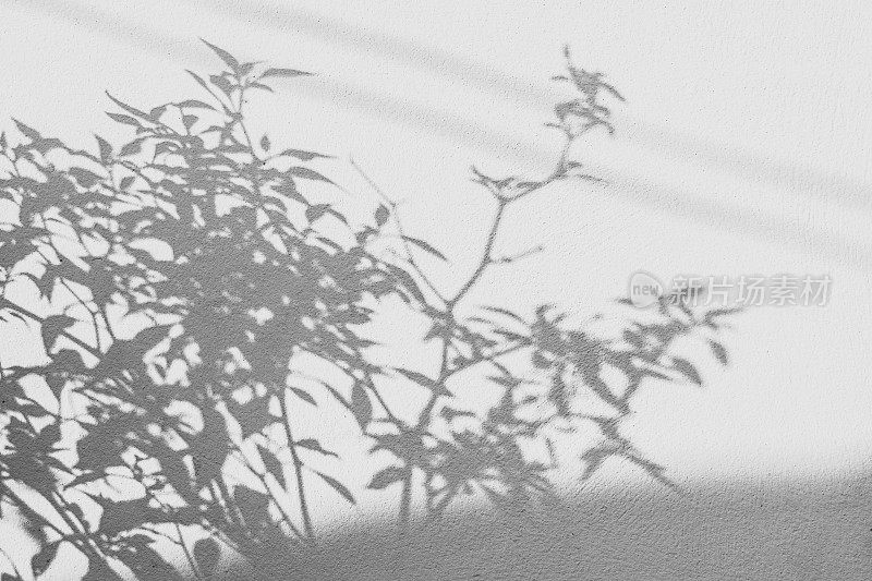 阴影的背景是一片白墙上的叶子
