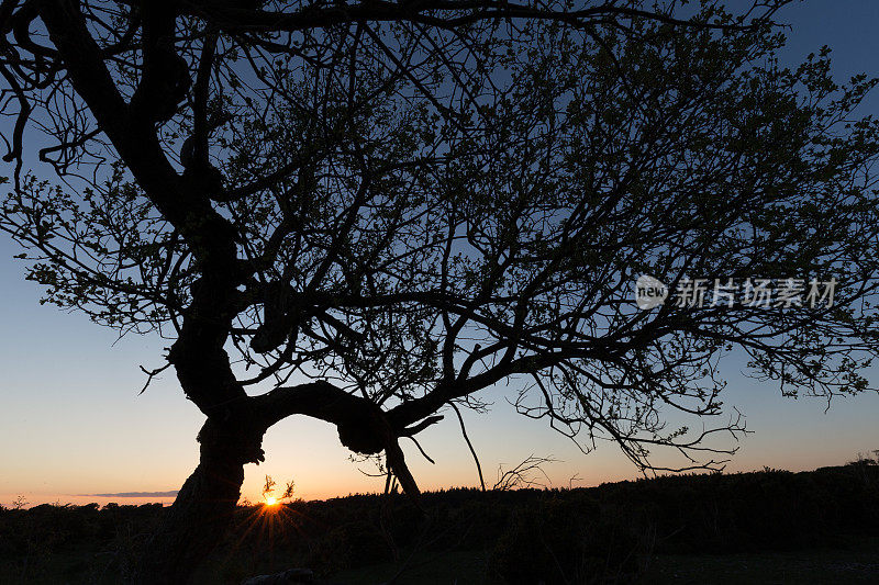 日落时英格兰新森林夏季林地中的树木