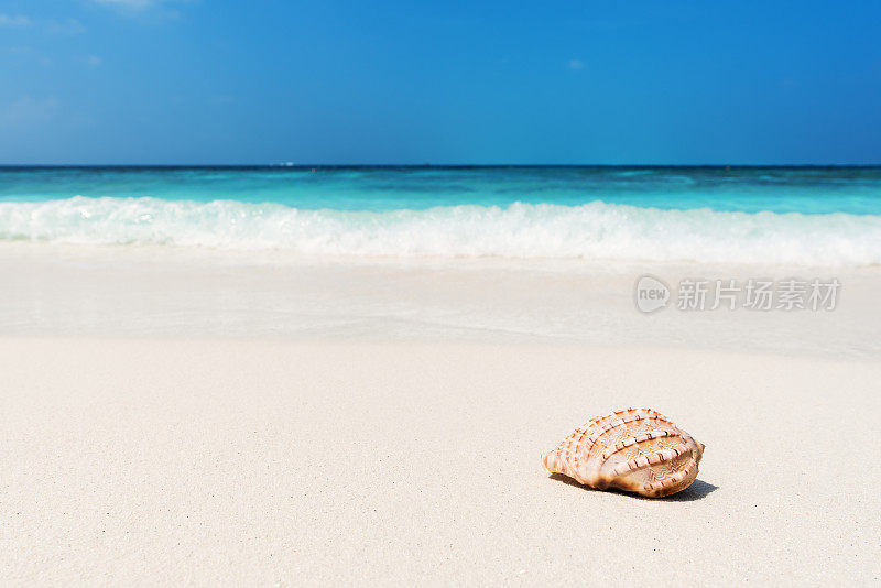 夏天海滩背景