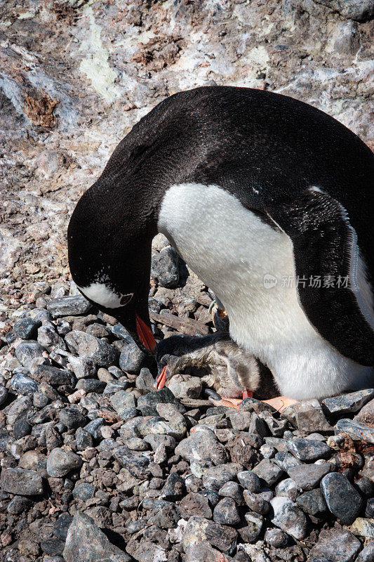 巴布亚企鹅和刚孵出的小企鹅
