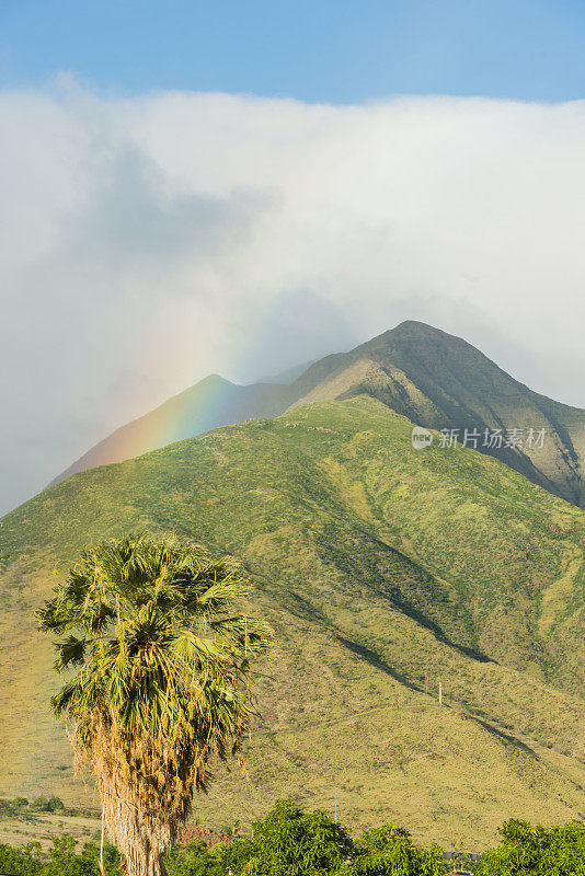 热带毛伊风景与山棕榈树和彩虹夏威夷