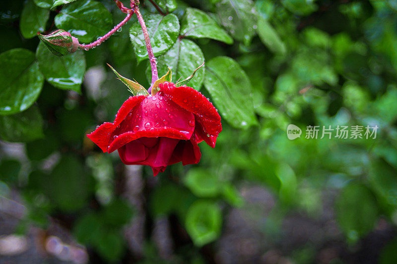 雨中的红玫瑰