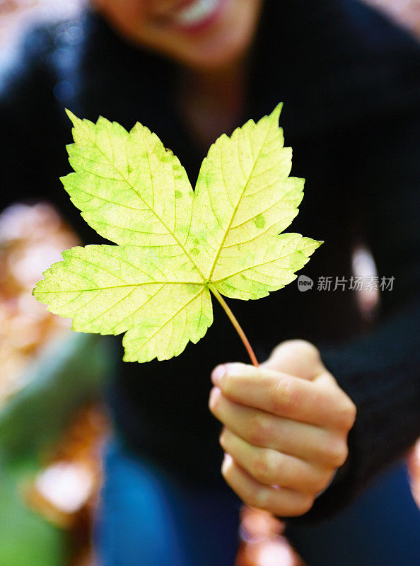 这是一只年轻的雌枫叶的特写