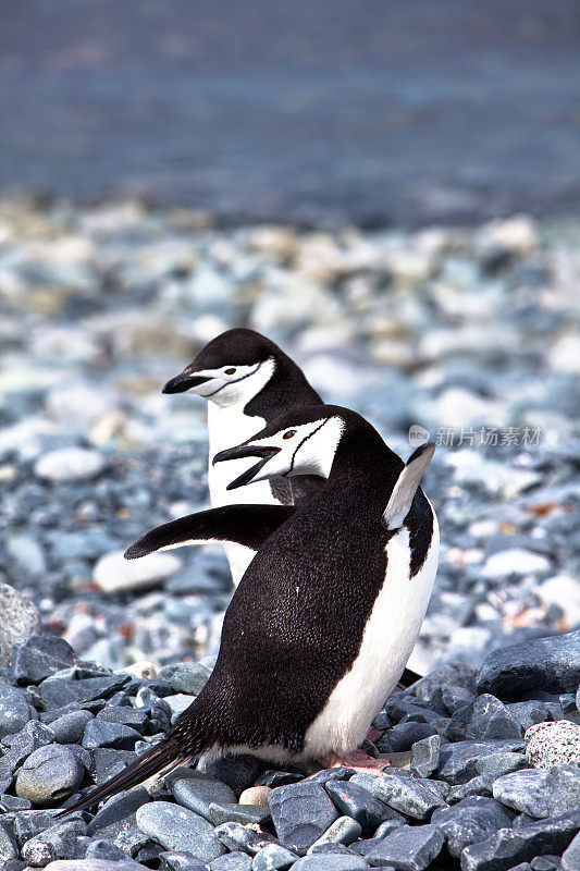 顽皮的帽带企鹅，半月岛，南极洲