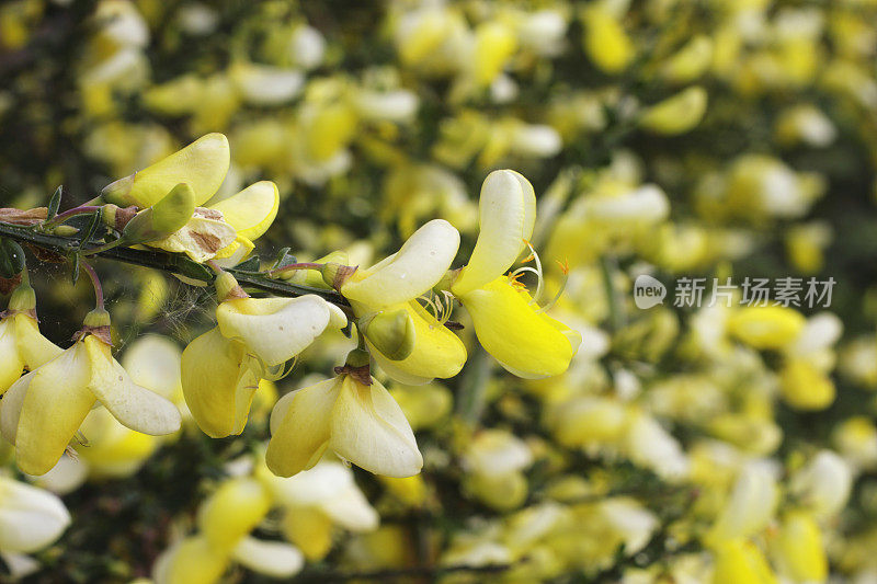 苏格兰金雀花，金雀花，金雀花