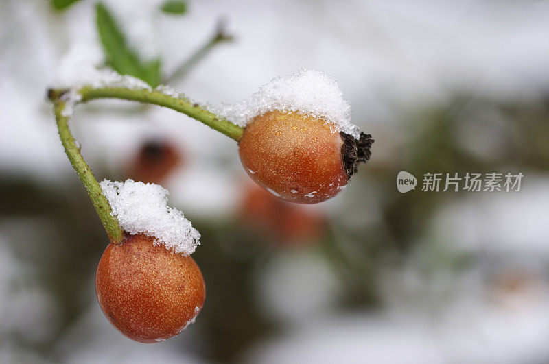 雪冠玫瑰果