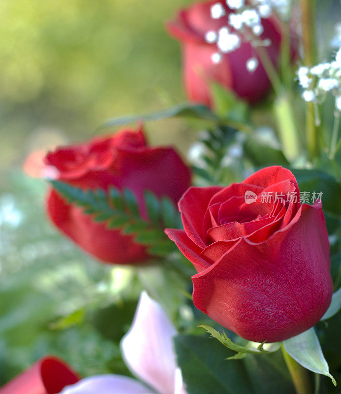 采购产品红玫瑰花束，插花礼物，情人节束