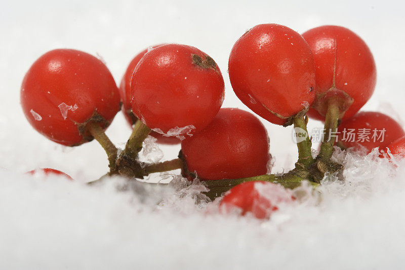 霍莉有雪