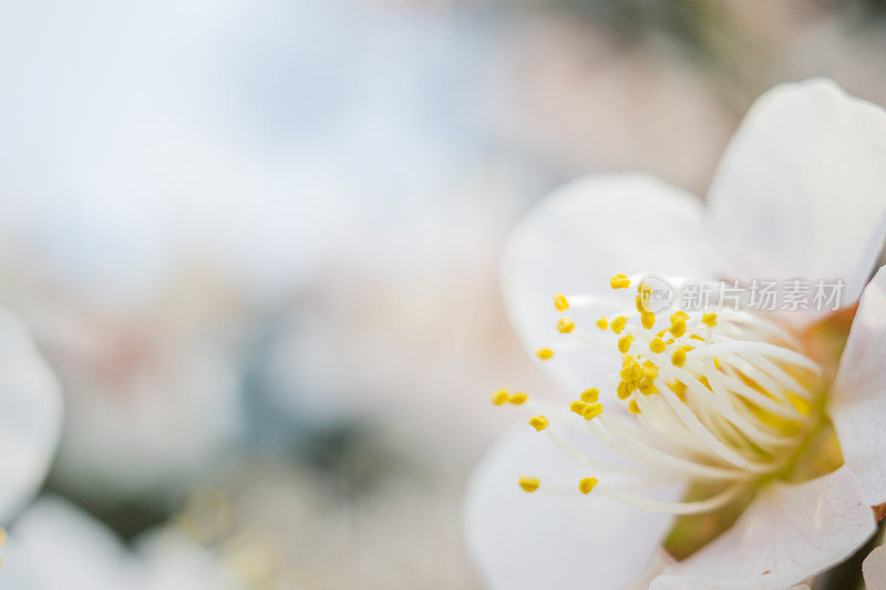 杏花在春天开花