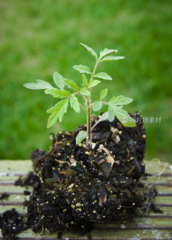 明亮的传家宝番茄幼苗