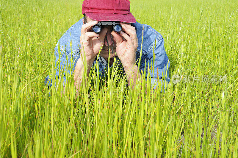 农民在绿色的田野与双筒望远镜