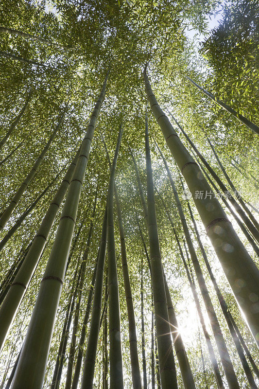 竹子的背景。