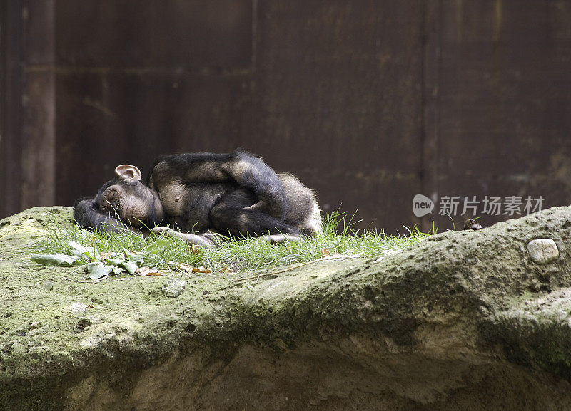 关在笼子里睡觉的黑猩猩