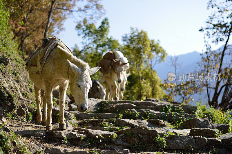 喜马拉雅山上的骡子