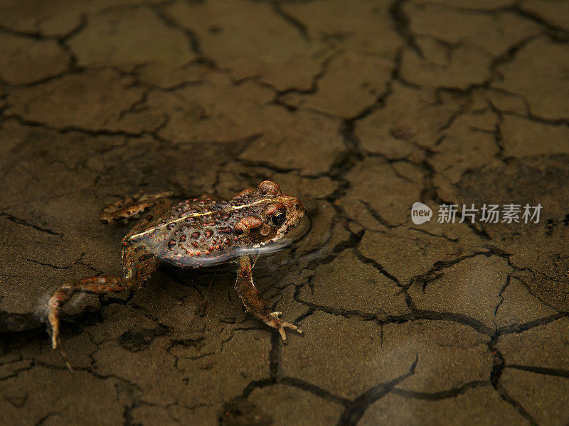 深褐色的青蛙在一个有裂缝的水坑