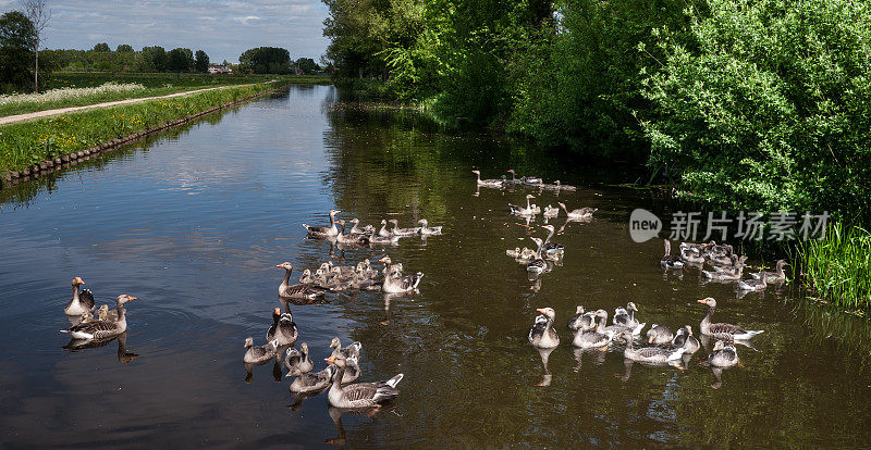 荷兰运河里九个鹅家族在游泳