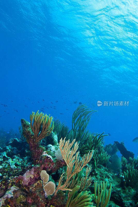 水下珊瑚礁和鱼群