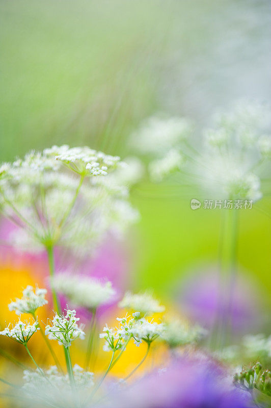 鲜花草甸