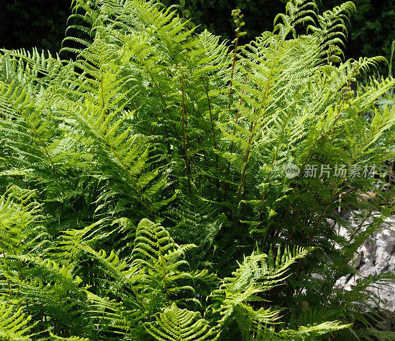 蕨类植物在花园